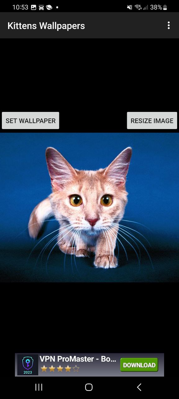 KittensWallpapersapp下载安装最新版本_KittensWallpapers应用纯净版v1.0