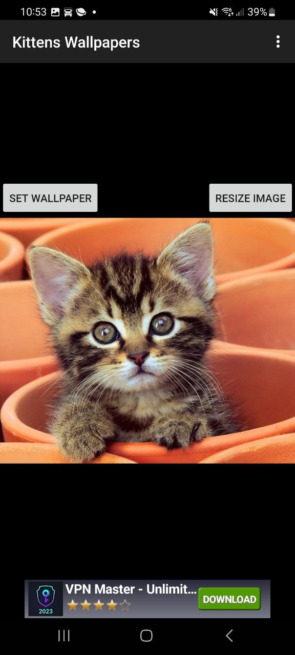 KittensWallpapersapp纯净最新版2023_KittensWallpapers最新安卓版下载安装v1.0