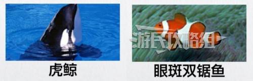 龙之谷夏威夷海盗海洋生物博士证书考试答案列表