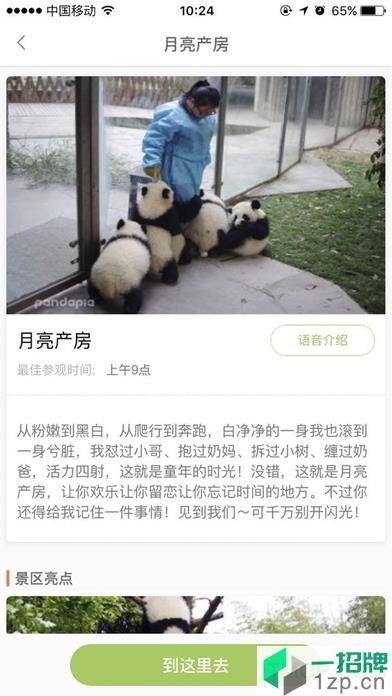 pandapia熊貓派