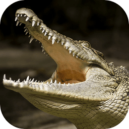 终极鳄鱼模拟器中文版v1.0.1安卓版